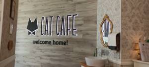 Cat Cafe Apžvalga